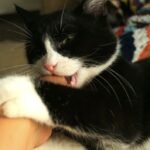 Cat Biting and Humping Arm Behavior